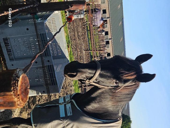 Fokmerrie, Dieren en Toebehoren, Paarden, Merrie, Niet van toepassing, 165 tot 170 cm, 11 jaar of ouder, Recreatiepaard, Met stamboom