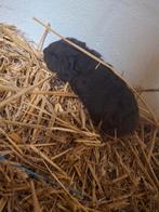 Ch teddy beertje, Animaux & Accessoires, Rongeurs, Décembre, Mâle, Domestique, Cobaye