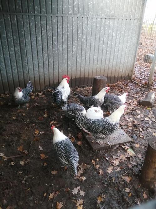 zilverbrakel, Dieren en Toebehoren, Pluimvee