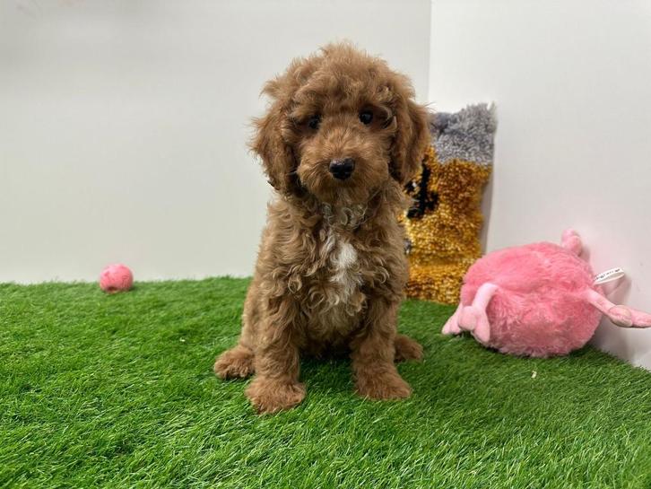 Dwergpoedel pups, Dieren en Toebehoren, Honden | Chihuahua's en Gezelschapshonden, Reu, Poedel, Fokker | Professioneel, Meerdere