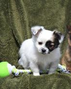 Prachtig Chihuahua kruising pupje, Dieren en Toebehoren, Honden | Niet-rashonden, België, CDV (hondenziekte), 8 tot 15 weken, Meerdere