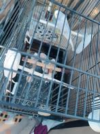 Te koop grasparkieten mannen, Dieren en Toebehoren, Vogels | Parkieten en Papegaaien, Mannelijk, Papegaai, Geringd