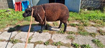 Super stamboek texel ram te koop beschikbaar voor biedingen