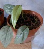 Epipremnum cebu blue stekjes, Autres espèces, En pot, Moins de 100 cm, Enlèvement