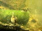 Anatome helena slak (assasin snail), Dieren en Toebehoren, Overige typen, Zoetwatervis, Schoolvis