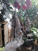 Kerstversiering: Tros pinkelende varens (lengte 100 cm), Ophalen of Verzenden, Gebruikt