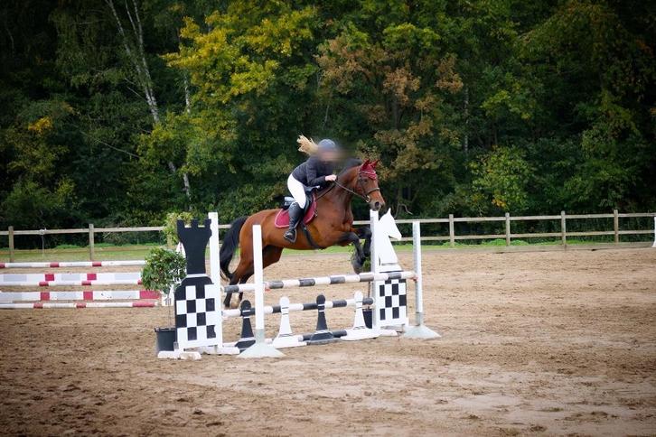 Springpaard te koop, Dieren en Toebehoren, Paarden, Merrie, L, 160 tot 165 cm, 11 jaar of ouder, Springpaard