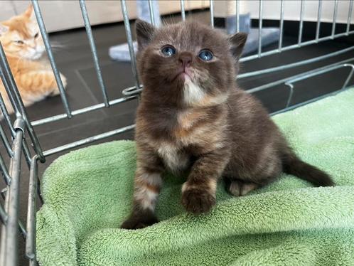 Brits korthaar, Dieren en Toebehoren, Katten en Kittens | Raskatten | Korthaar, Poes, 0 tot 2 jaar, Gechipt, Ontwormd, Ingeënt