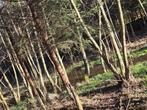 Foret de 2 Hectares a Bertogne, Bertogne, 1500 m² of meer