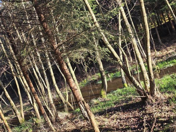 Foret de 2 Hectares a Bertogne, Immo, Gronden en Bouwgronden, 1500 m² of meer