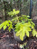 Fatsia japonica +_ 70 cm, Tuin en Terras, Ophalen