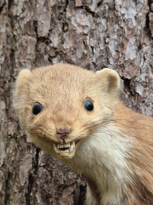 Leuke Marter Opgezette dieren Taxidermie Mancave Jacht, Verzamelen, Dierenverzamelingen, Opgezet dier, Wild dier, Ophalen of Verzenden