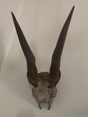 Eland schedel beschikbaar voor biedingen