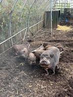 Mini varken, Meerdere dieren, 0 tot 2 jaar, Varken