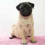 Mops pups te koop, CDV (hondenziekte), Meerdere, Meerdere dieren, Buitenland