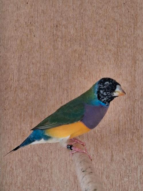 Gouldamadines 2025, Dieren en Toebehoren, Vogels | Overige Vogels, Tropenvogel, Meerdere dieren, Tam, Geringd