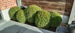 Buxus bollen, Ophalen, Buxus, Struik, Minder dan 100 cm