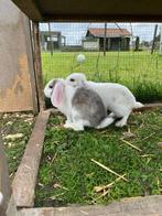 Konijntjes, Dieren en Toebehoren, Meerdere dieren, Middelgroot, 0 tot 2 jaar