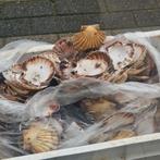 Coquille saint Jacques vide, Maison & Meubles, Enlèvement ou Envoi