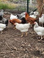 Legkippen, Dieren en Toebehoren, Meerdere dieren, Kip