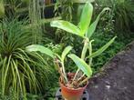 Orchidee plant, Guarianthe (Cattleya) Guatemalensis, Autres espèces, En pot, Plante à fleurs, Moins de 100 cm