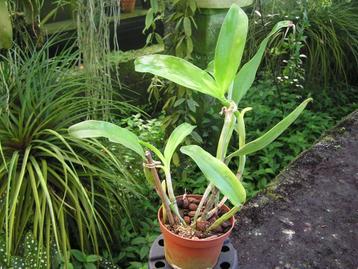 Orchidee plant, Guarianthe (Cattleya) Guatemalensis disponible aux enchères