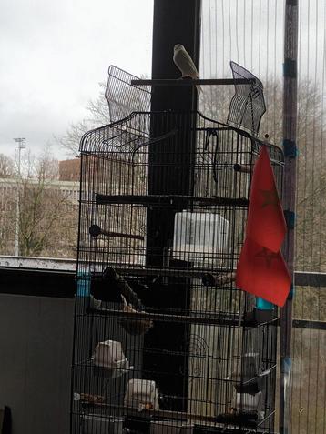 Cage oiseaux 