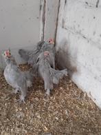 Ukkelse baardkriel haantjes, Dieren en Toebehoren