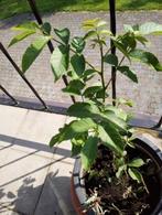 jeune noyer en pot 5€, Tuin en Terras, Planten | Tuinplanten, Ophalen, Vaste plant, Halfschaduw, Fruitplanten