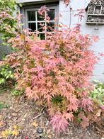 Érable - Acer Palmatum, Ophalen