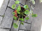 Pannenkoekenplant of Pilea, Huis en Inrichting, Kamerplanten, Ophalen of Verzenden, Halfschaduw, Bloeiende kamerplant