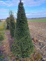 Taxus kegel, Tuin en Terras, Ophalen, Taxus