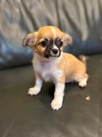 Chihuahua pupje reutje langharig, België, Fokker | Hobbymatig, Reu, CDV (hondenziekte)