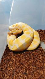 ball python 0.1 lavender/albino, Dieren en Toebehoren, Reptielen en Amfibieën, Slang, 0 tot 2 jaar, Tam