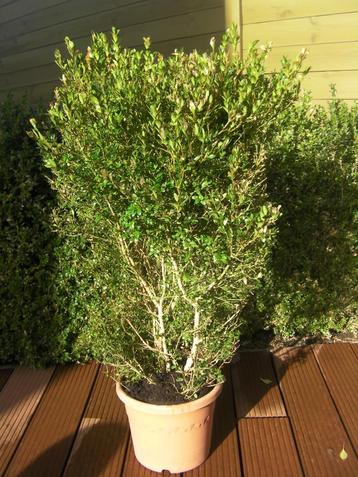 buxus plant in pot beschikbaar voor biedingen