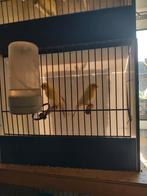 Kanaries, Dieren en Toebehoren