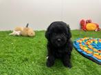 Nestje TOY Poedel pups, Dieren en Toebehoren, Poedel, België, CDV (hondenziekte), 8 tot 15 weken