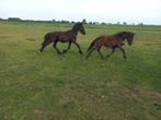 2 friese hengsten 1 jaar en 5 jarige friese merrie, Dieren en Toebehoren, Paarden, Meerdere dieren, Onbeleerd