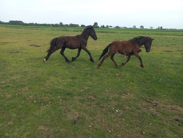 2 friese hengsten 1 jaar en 5 jarige friese merrie beschikbaar voor biedingen
