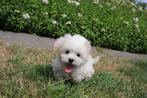 Malt Shih, puppy, geboren 19 april, eigen kweek, België, Overige rassen, CDV (hondenziekte), 8 tot 15 weken