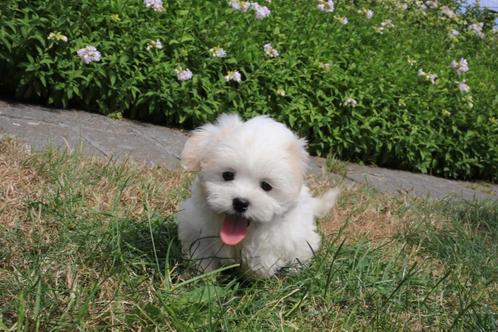 Malt Shih, puppy, geboren 19 april, eigen kweek, Dieren en Toebehoren, Honden | Chihuahua's en Gezelschapshonden, Teef, Overige rassen