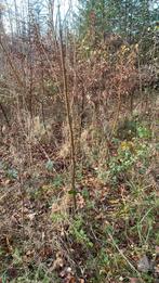 Haagplanten, haag van 2 jaar oud , prachtige planten, Tuin en Terras, Ophalen