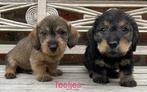 Ruwharige dwergteckel pups (ouders DNA getest), België, CDV (hondenziekte), 8 tot 15 weken, Dwerg