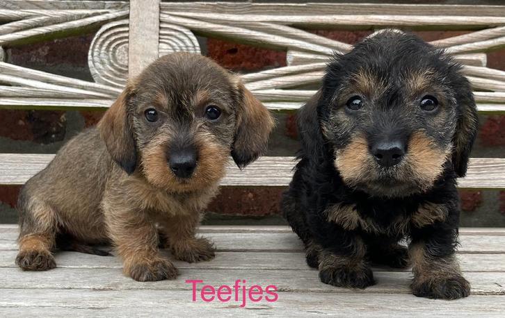 Ruwharige dwergteckel pups (ouders DNA getest), Dieren en Toebehoren, Honden | Teckels en Dashonden, Meerdere dieren, Ruwhaar