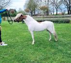 Te koop, NMPRS, BMP, show, dekhengst,minipaard,pony,, Dieren en Toebehoren, Hengst