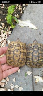 Nakweekjes schildpadden