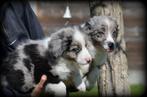 Border Collie pups, België, CDV (hondenziekte), 8 tot 15 weken, Collie