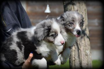Chiots Border Collie, Colley, Plusieurs, Parvovirose, Belgique