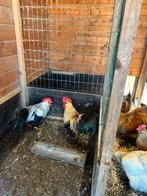 Leghorn patrijs en zilverpatrijs, Dieren en Toebehoren