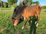 Te koop : lieve 2-jarige recreatie ruin, Dieren en Toebehoren, Paarden, Gechipt, Ruin, Niet van toepassing, 0 tot 2 jaar